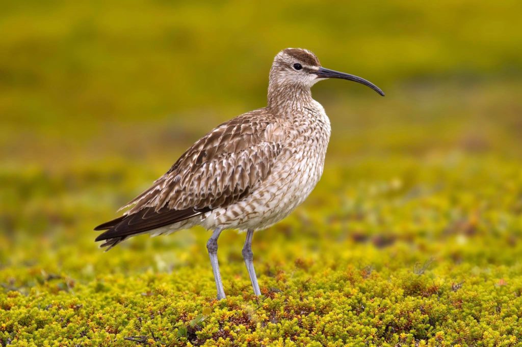 Les COURLIS (scolopacidés)