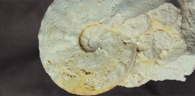 Typocidaris sceptrifera, Campanien de Talmont-sur-Gironde